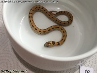 /album/fotogalerie-ocreptiles/a10-jpg/