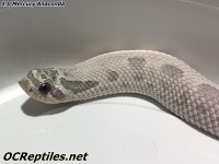 /album/fotogalerie-ocreptiles/img-8364-jpg/